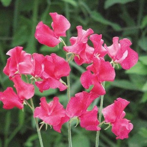 SWEET PEA LIPSTICK SEEDS - VIBRANT PINK LATHYDORUS ODORATUS - 20 SEEDS