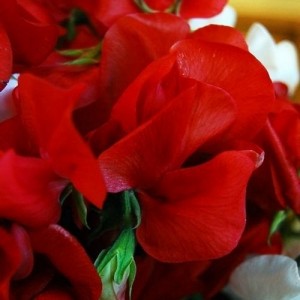 SWEET PEA MAMMOTH SCARLET SEEDS - SCARLET RED LATHYDORUS ODORATUS - 40 SEEDS SWEET PEA MAMMOTH SCARLET SEEDS - SCARLET RED LATHYDORUS ODORATUS - 40 SEEDS