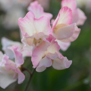 SWEET PEA MOLLIE RILSTONE SEEDS - LIGHT PINK & CREAM LATHYDORUS ODORATUS - 40 SEEDS