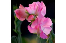 SWEET PEA MRS R BOLTON SEEDS - VIBRANT PINK LATHYDORUS ODORATUS - 20 SEEDS SWEET PEA MRS R BOLTON SEEDS - VIBRANT PINK LATHYDORUS ODORATUS - 20 SEEDS