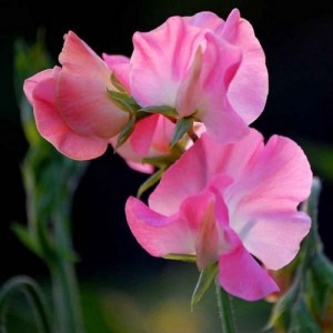 SWEET PEA MRS R BOLTON SEEDS - VIBRANT PINK LATHYDORUS ODORATUS - 20 SEEDS SWEET PEA MRS R BOLTON SEEDS - VIBRANT PINK LATHYDORUS ODORATUS - 20 SEEDS