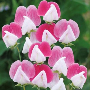 SWEET PEA PAINTED LADY SEEDS - PINK & WHITE LATHYDORUS ODORATUS - 20 SEEDS SWEET PEA PAINTED LADY SEEDS - PINK & WHITE LATHYDORUS ODORATUS - 20 SEEDS