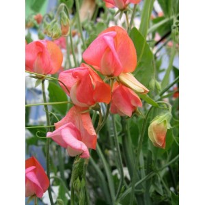 SWEET PEA GRANDIFLORA PRINCE OF ORANGE SEEDS - ORANGE LATHYDORUS ODORATUS - 40 SEEDS SWEET PEA GRANDIFLORA PRINCE OF ORANGE SEEDS - ORANGE LATHYDORUS ODORATUS - 40 SEEDS