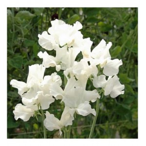 SWEET PEA ROYAL FAMILY WHITE SEEDS - WHITE LATHYDORUS ODORATUS - 40 SEEDS SWEET PEA ROYAL FAMILY WHITE SEEDS - WHITE LATHYDORUS ODORATUS - 40 SEEDS