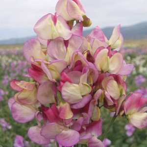 SWEET PEA GRANDIFLORA SPANISH DANCER SEEDS - TRICOLOUR - LATHYDORUS ODORATUS - 20 SEEDS SWEET PEA GRANDIFLORA SPANISH DANCER SEEDS - TRICOLOUR - LATHYDORUS ODORATUS - 20 SEEDS