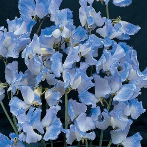 SWEET PEA SPENCER BLUE RIPPLE SEEDS -  BLUE LATHYDORUS ODORATUS - 20 SEEDS