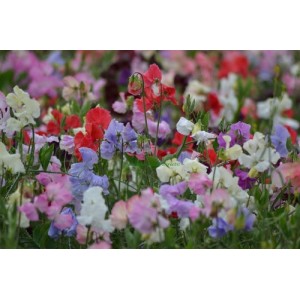 SWEET PEA SPENCER MIX SEEDS - MIXED COLOUR LATHYDORUS ODORATUS - 40 SEEDS SWEET PEA SPENCER MIX SEEDS - MIXED COLOUR LATHYDORUS ODORATUS - 40 SEEDS