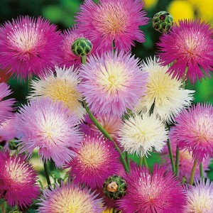 SWEET SULTAN CROWN MIXTURE SEEDS - AMBERBOA MOSCHATA - 100 SEEDS
