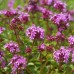 THYMUS SERPYLLUM SEEDS - CREEPING THYME / WILD THYME / BRECKLAND THYME - 250 SEEDS THYMUS SERPYLLUM SEEDS - CREEPING THYME / WILD THYME / BRECKLAND THYME - 250 SEEDS