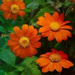 TITHONIA GOLDFINGER SEEDS - MEXICAN SUNFLOWER SEEDS - ORANGE FLOWERS - 100 SEEDS TITHONIA GOLDFINGER SEEDS - MEXICAN SUNFLOWER SEEDS - ORANGE FLOWERS - 100 SEEDS