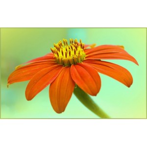 TITHONIA TORCH SEEDS - MEXICAN SUNFLOWER SEEDS - ORANGE FLOWERS - 100 SEEDS TITHONIA TORCH SEEDS - MEXICAN SUNFLOWER SEEDS - ORANGE FLOWERS - 100 SEEDS