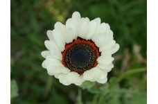VENIDIUM FASTUOSUM CAPE DAISY ZULU PRINCE SEEDS - EXOTIC WHITE FLOWERS - 100 SEEDS VENIDIUM FASTUOSUM CAPE DAISY ZULU PRINCE SEEDS - EXOTIC WHITE FLOWERS - 100 SEEDS