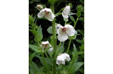 VERBASCUM BLATTARIA ALBIFLORUM WHITE - 250 SEEDS VERBASCUM BLATTARIA ALBIFLORUM WHITE - 250 SEEDS
