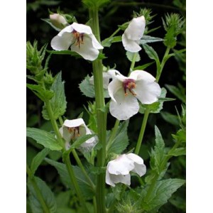 VERBASCUM BLATTARIA ALBIFLORUM WHITE - 250 SEEDS VERBASCUM BLATTARIA ALBIFLORUM WHITE - 250 SEEDS