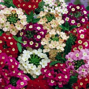 VERBENA HYBRIDA FLORIST MIX SEEDS - MIXED COLOUR FLOWERS - 100 SEEDS VERBENA HYBRIDA FLORIST MIX SEEDS - MIXED COLOUR FLOWERS - 100 SEEDS