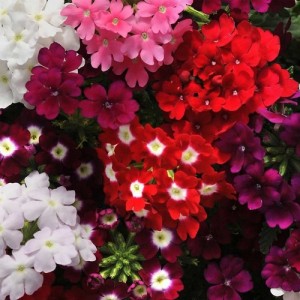 VERBENA HYBRIDA PENDULA MIX SEEDS - 100 SEEDS VERBENA HYBRIDA PENDULA MIX SEEDS - 100 SEEDS