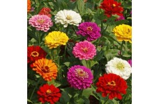 ZINNIA CALIFORNIA GIANT MIX SEEDS - MIXED COLOUR FLOWERS - 100 SEEDS ZINNIA CALIFORNIA GIANT MIX SEEDS - MIXED COLOUR FLOWERS - 100 SEEDS