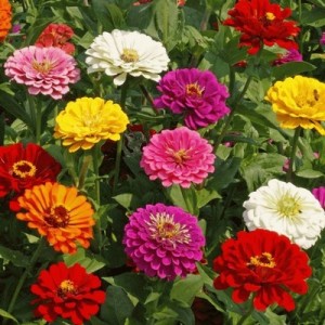 ZINNIA CALIFORNIA GIANT MIX SEEDS - MIXED COLOUR FLOWERS - 100 SEEDS ZINNIA CALIFORNIA GIANT MIX SEEDS - MIXED COLOUR FLOWERS - 100 SEEDS