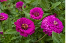 ZINNIA GIANT PURPLE PRINCE SEEDS - LARGE PURPLE FLOWERS - 100 SEEDS ZINNIA GIANT PURPLE PRINCE SEEDS - LARGE PURPLE FLOWERS - 100 SEEDS