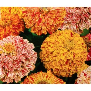 ZINNIA ELEGANS PEPPERMINT STICK SEEDS - MIXED COLOUR FLOWERS - 100 SEEDS ZINNIA ELEGANS PEPPERMINT STICK SEEDS - MIXED COLOUR FLOWERS - 100 SEEDS