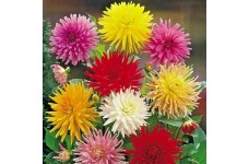 ZINNIA GIANT CACTUS FLOWERED MIX - 100 SEEDS ZINNIA GIANT CACTUS FLOWERED MIX - 100 SEEDS
