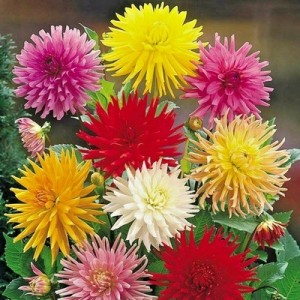 ZINNIA GIANT CACTUS FLOWERED MIX - 100 SEEDS ZINNIA GIANT CACTUS FLOWERED MIX - 100 SEEDS