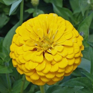 ZINNIA ELEGANS GIANT CANARY BIRD SEEDS - LARGE YELLOW FLOWERS - 100 SEEDS