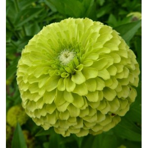 ZINNIA GIANT ENVY SEEDS - BEAUTIFUL LARGE LIME GREEN FLOWERS - 100 SEEDS ZINNIA GIANT ENVY SEEDS - BEAUTIFUL LARGE LIME GREEN FLOWERS - 100 SEEDS
