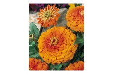 ZINNIA ELEGANS ORANGE KING SEEDS - LARGE ORANGE FLOWERS - 100 SEEDS ZINNIA ELEGANS ORANGE KING SEEDS - LARGE ORANGE FLOWERS - 100 SEEDS