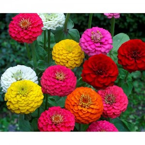 ZINNIA ELEGANS LILLIPUT MIX SEEDS - MIXED COLOUR SEMI DOUBLE FLOWERS - 100 SEEDS ZINNIA ELEGANS LILLIPUT MIX SEEDS - MIXED COLOUR SEMI DOUBLE FLOWERS - 100 SEEDS